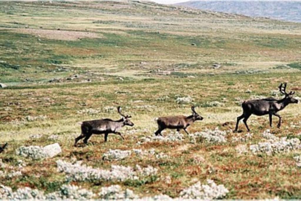 Appartamento Sulseter Fjellstugu Vinstra Esterno foto